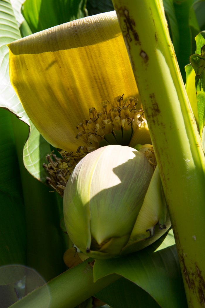 Bananen in der Pfalz mein Garten im Juli 2020 — Pearl's